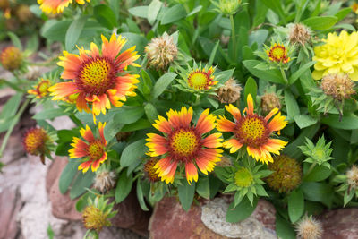 Close-up of coneflowers blooming outdoors