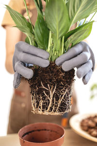 Closeup of female gardener and houseplant spathiphyllum root system
