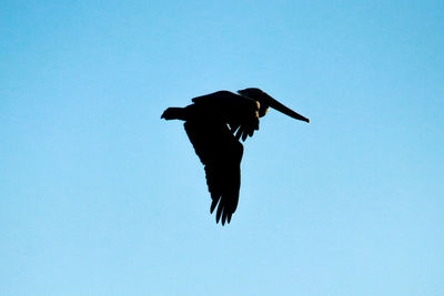 Low angle view of bird flying