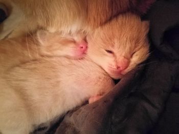 Close-up of cat sleeping