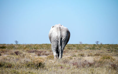 View of elephant on land