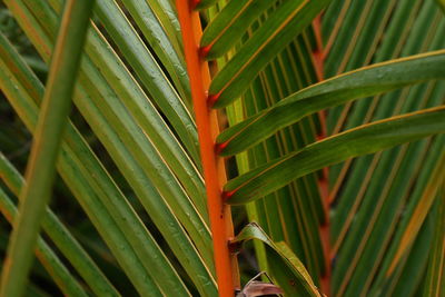 Close-up of palm leaves