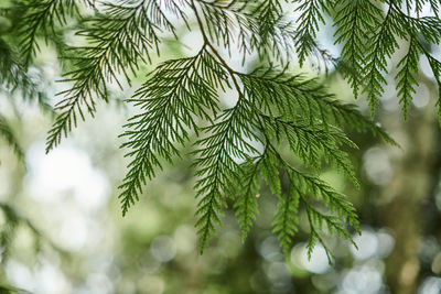 Close-up of pine tree