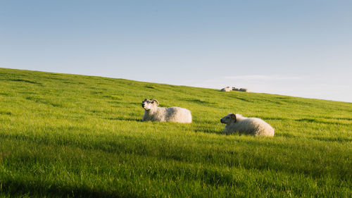 Sheep grazing on field against clear sky