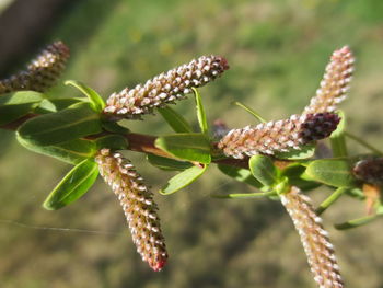 Close-up of bid on flower