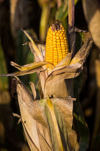 Autumn corn