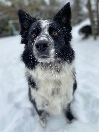 Portrait of dog in snow