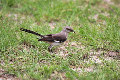Bird on grass