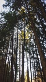 Low angle view of trees in forest