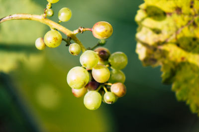 Close-up of fruits growing on tree