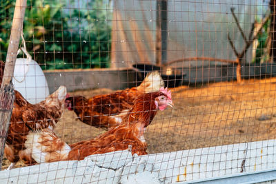 Horse in cage