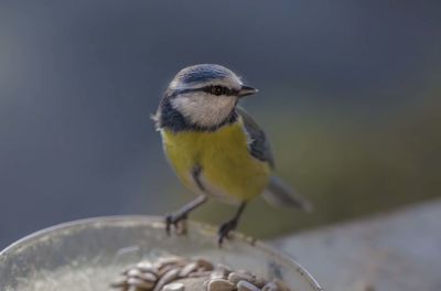 Close-up of bird perching