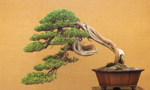 Elegant japanese bonsai placed on an antique yellow fabric background