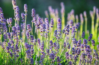 Close-up of purple flowering plants on field