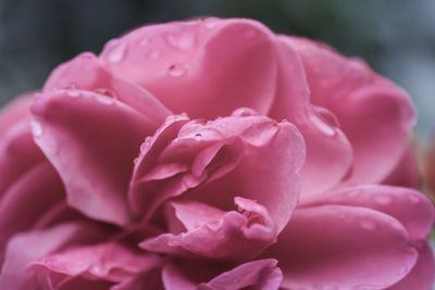 Close-up of pink rose blooming outdoors