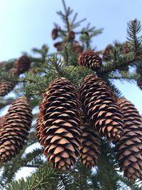 Low angle view of pine cone against sky