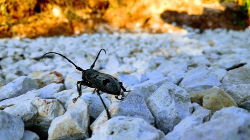 Close-up of insect on rock