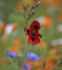 Close-up of red flowers