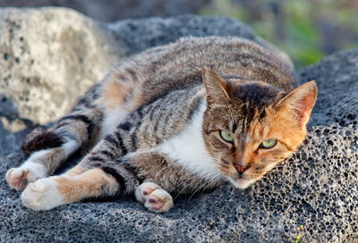 Close-up of a cat