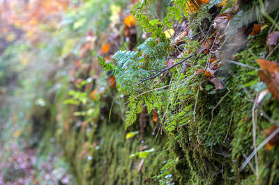 Close-up of lichen growing on tree in forest