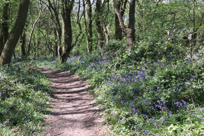 Footpath amidst plants and trees in forest