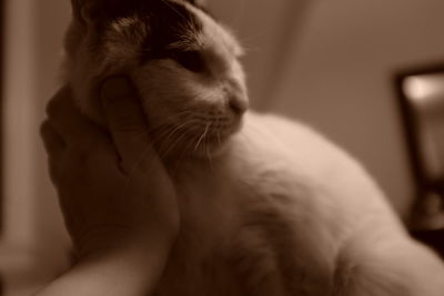 Close-up of hand holding cat at home