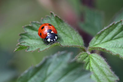 ladybug