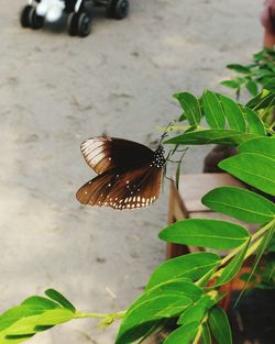 Close-up of butterfly on leaf