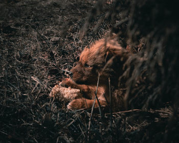 View of a puppy on field