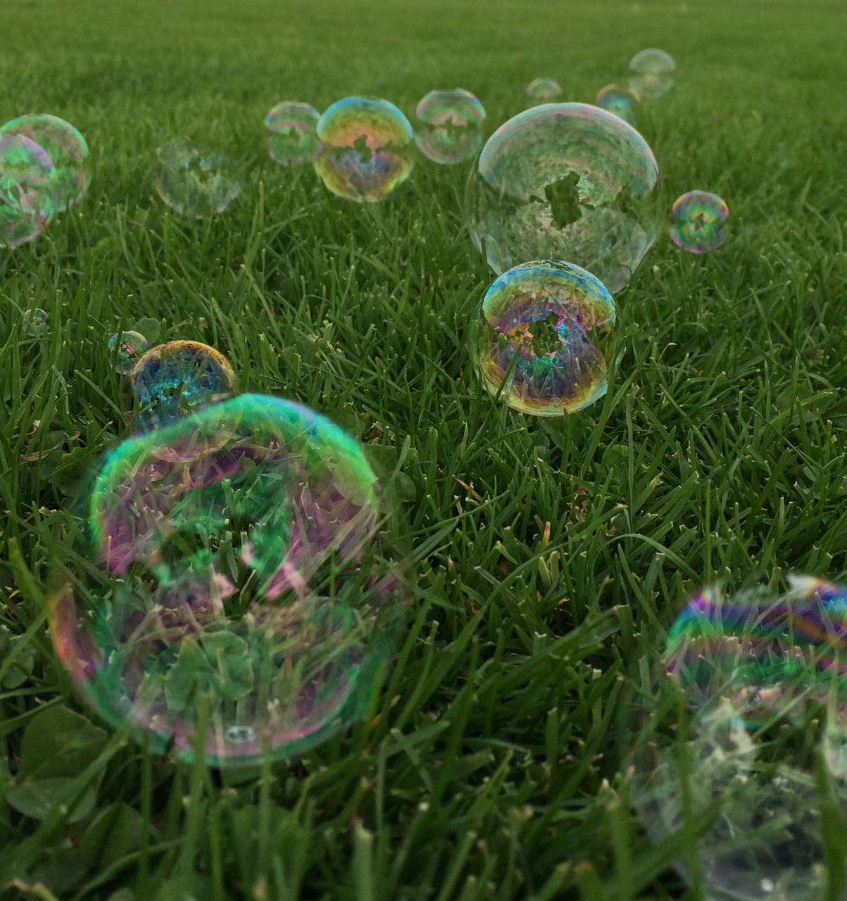 fragility, bubble, soap sud, liquid bubble, plant, nature, grass, bubble wand, green, field, lawn, mid-air, no people, sphere, day, transparent, growth, land, lightweight, multi colored, shape, beauty in nature, outdoors, soap, environment, close-up, flower, blowing, geometric shape, circle