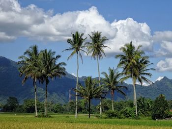 Palm trees on field against sky