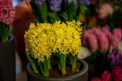 Close-up of fresh yellow flowers in pot