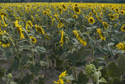 Close-up of sunflower field