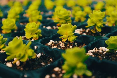 Close-up of yellow flowers