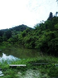 Scenic view of lake in forest against sky