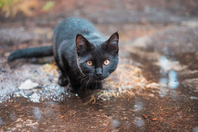 Close-up portrait of a cat