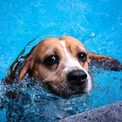 Close-up of dog in water