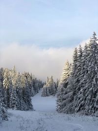 Snow covered trees in forest against sky