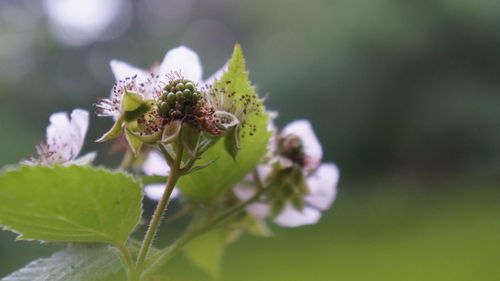 Close-up of green blackberry and pink flowers