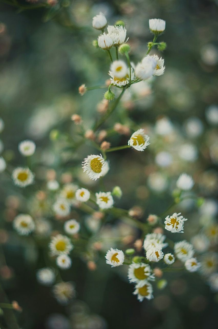 CLOSE-UP OF FLOWERING PLANTS