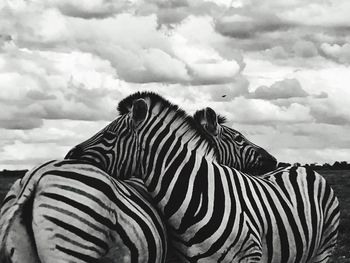 Zebra on landscape against cloudy sky