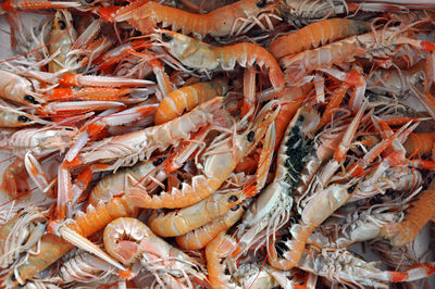 High angle view of seafood in market