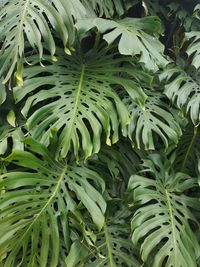 Full frame shot of green leaves