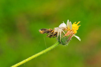 Close-up of insect on flower