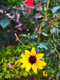 Close-up of insect on yellow flower