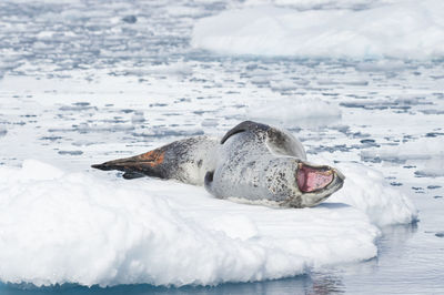 View of animal resting on frozen sea