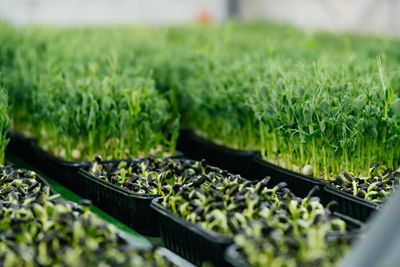 Microgreens growing farm with raw sprouts. fresh raw herbs from home garden or indoor vertical farm