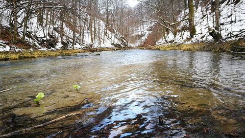 Scenic view of river in forest against sky