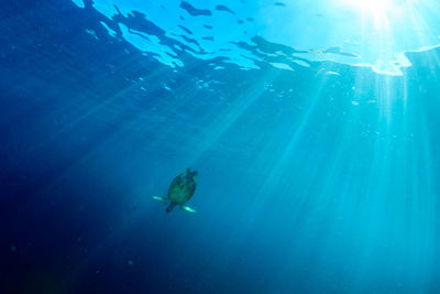 Man swimming in sea