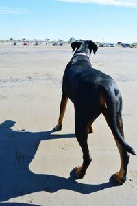 Dog on sand at beach against sky